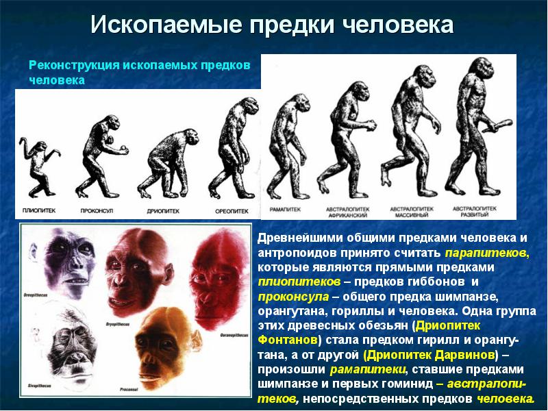 Предком современного человека является. Основные этапы эволюции человека дриопитек. Антропогенез этапы эволюции человека. Эволюция человека дриопитек австралопитек. Этапы эволюции человека,хомо сапиенс.
